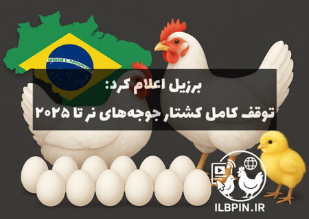 انقلاب بزرگ در صنعت تخم‌مرغ برزیل: پایان کامل کشتار جوجه‌های نر تا ۲۰۲۵