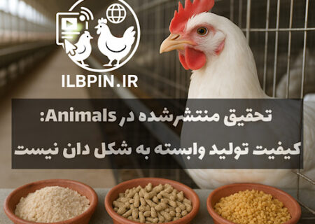 تأثیر فرم فیزیکی خوراک بر عملکرد و کیفیت تخم‌مرغ در مرغ‌های تخم‌گذار ناچیز است