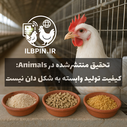 تأثیر فرم فیزیکی خوراک بر عملکرد و کیفیت تخممرغ در مرغهای تخمگذار ناچیز است