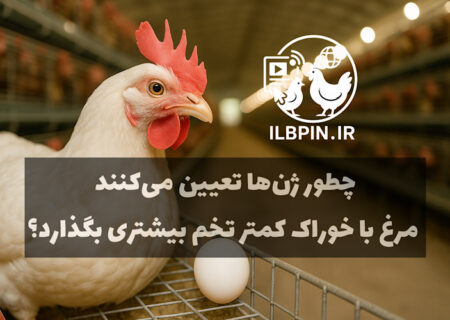 پژوهش جدید: نقش ژنتیک، میکروبیوم و مسیرهای مولکولی در افزایش کارایی خوراک مرغ‌های تخم‌گذار