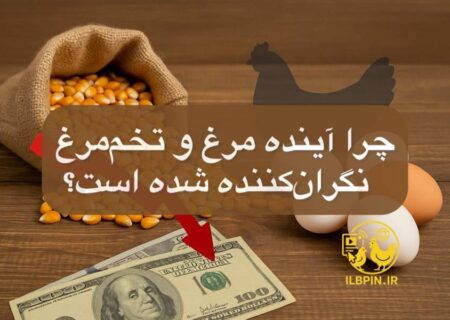 آخرین تحولات صنعت طیور ایران؛ هشدار درباره بی‌ثباتی نهاده‌ ها