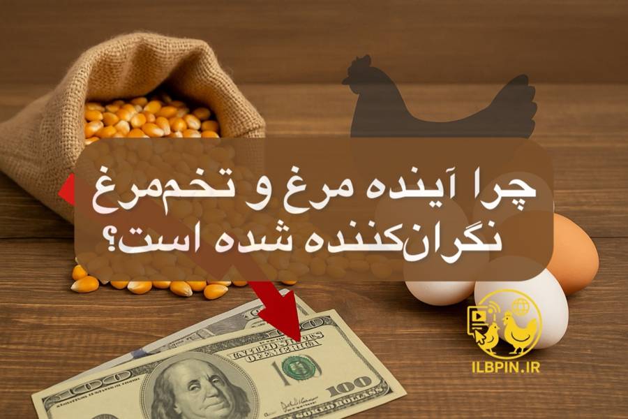 آخرین تحولات صنعت طیور ایران؛ هشدار درباره بیثباتی نهاده ها