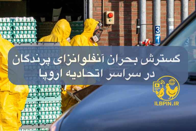 گسترش بحران آنفلوانزای پرندگان در سراسر اتحادیه اروپا