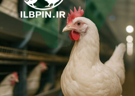 کمبود شدید جوجه یک‌روزه، مرغداران نیجریه را پیش از کریسمس تحت فشار گذاشت