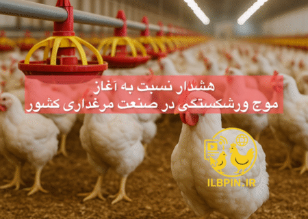 هشدار نسبت به آغاز موج ورشکستگی در صنعت مرغداری کشور