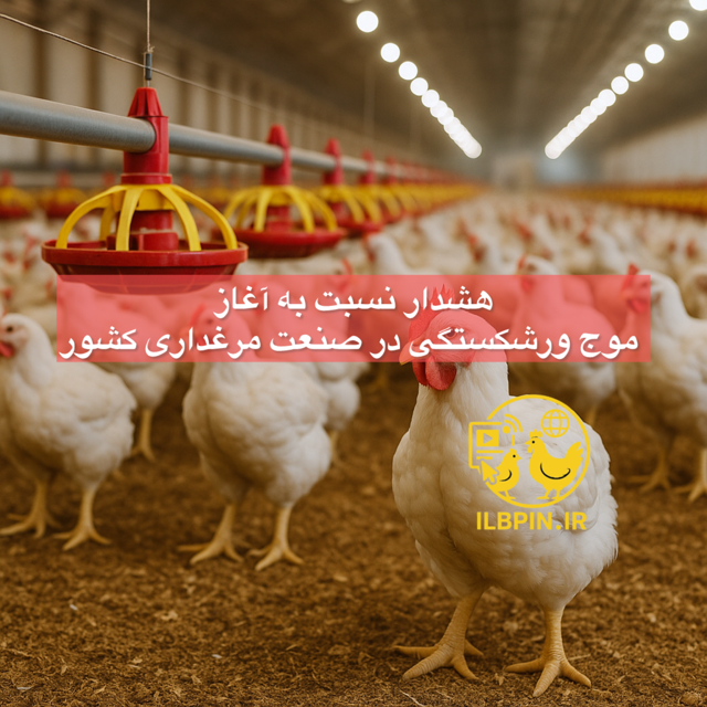 هشدار نسبت به آغاز موج ورشکستگی در صنعت مرغداری کشور