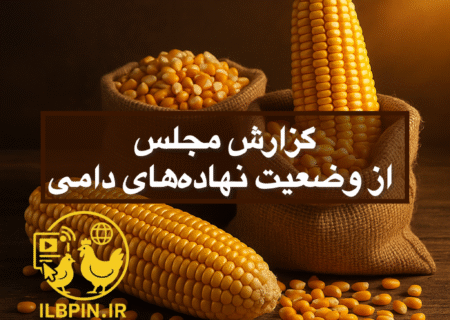 گزارش مجلس از وضعیت نهاده‌های دامی؛ زنجیره تولید پروتئین در آستانه بحران