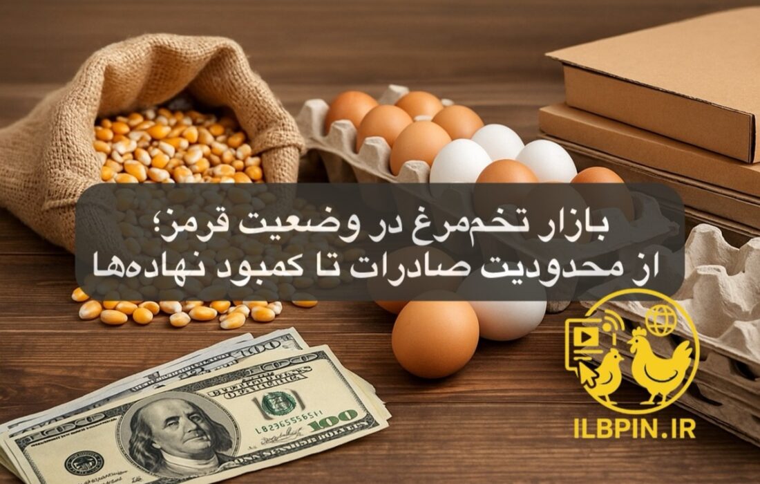 بازار تخم‌مرغ در وضعیت قرمز؛ از محدودیت صادرات تا کمبود نهاده‌ها