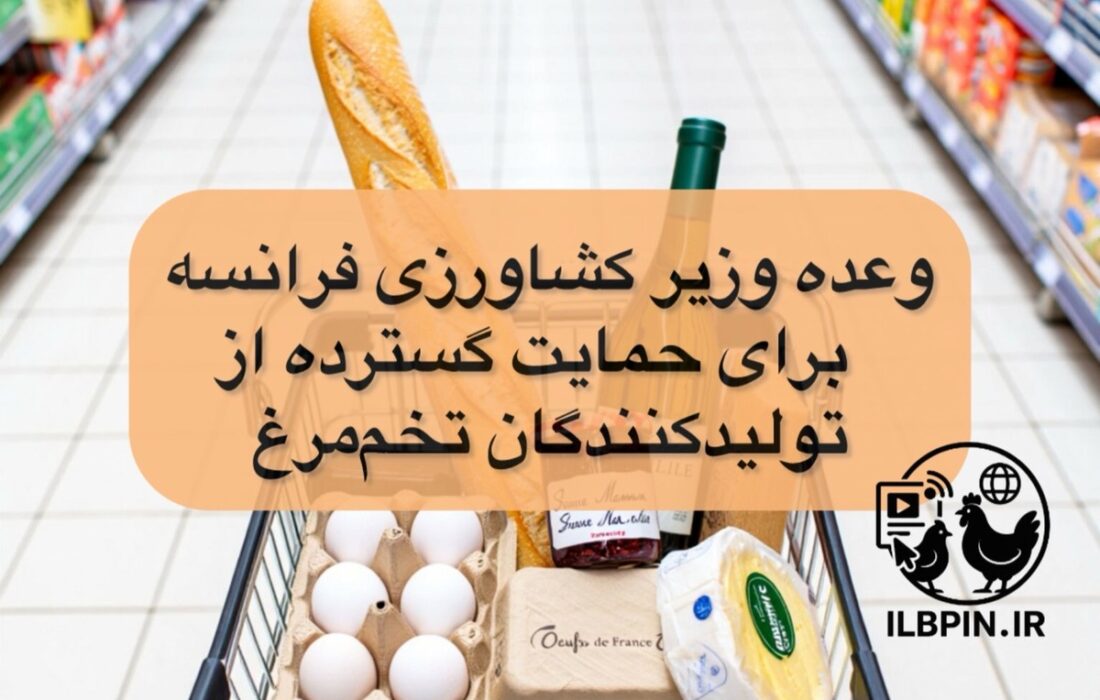 وعده وزیر کشاورزی فرانسه برای حمایت گسترده از تولیدکنندگان تخم‌مرغ