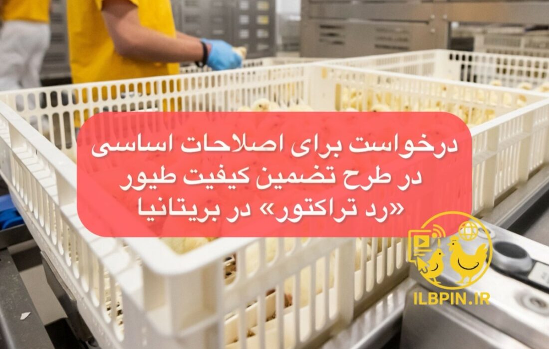 درخواست برای اصلاحات اساسی در طرح تضمین کیفیت طیور «رد تراکتور» در بریتانیا