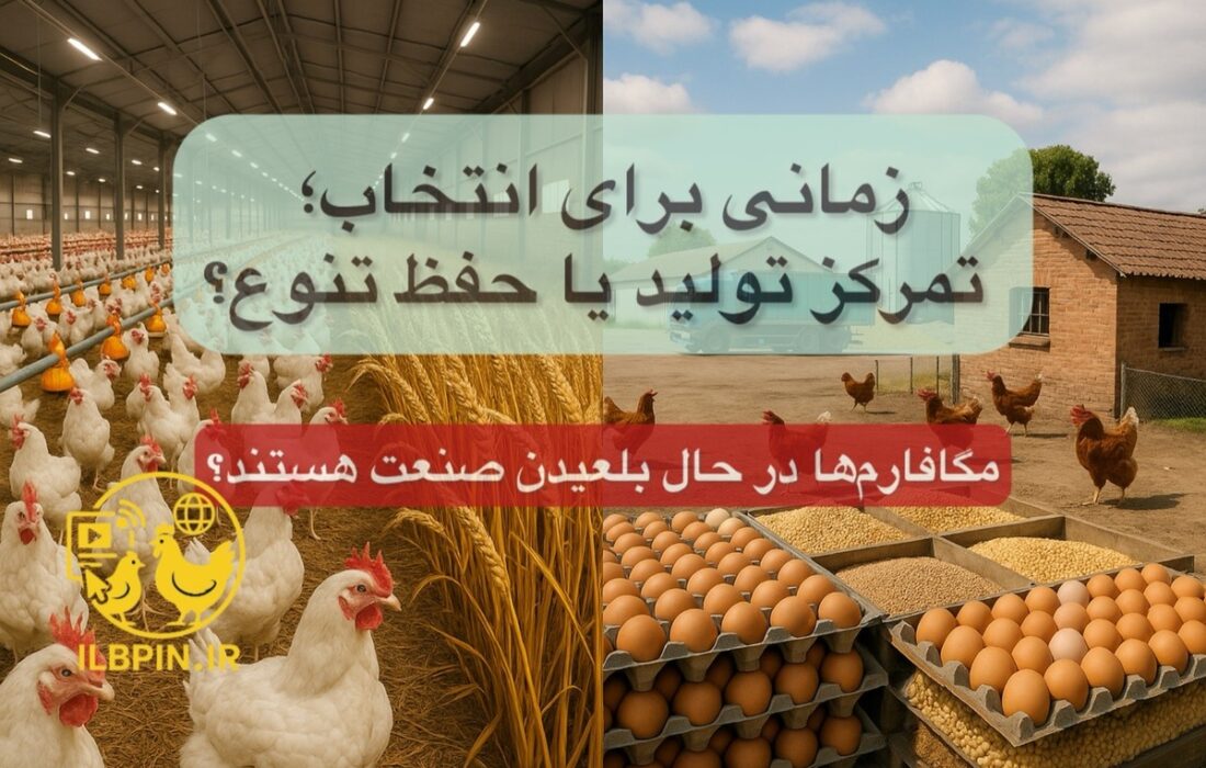 آیا مگافارمها به تهدیدی برای مرغداران مستقل تبدیل شدهاند؟