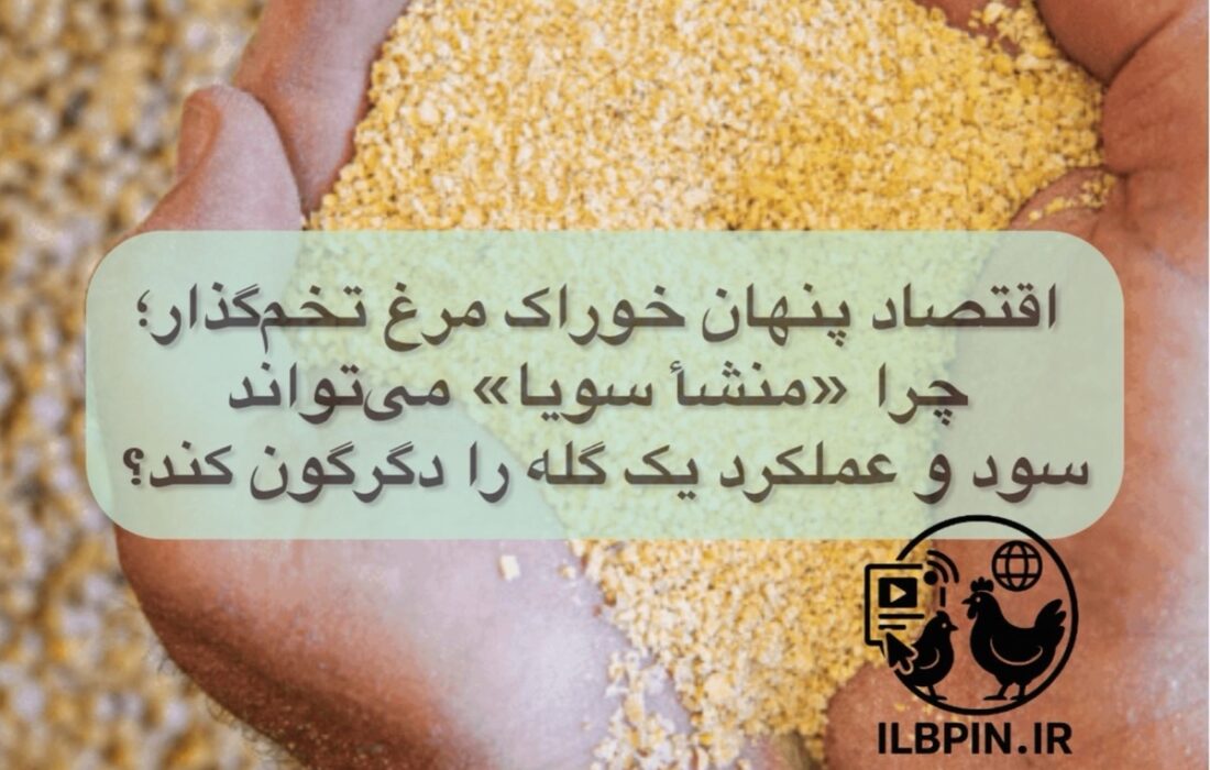 اقتصاد پنهان خوراک مرغ تخمگذار