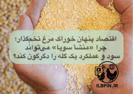 اقتصاد پنهان خوراک مرغ تخم‌گذار