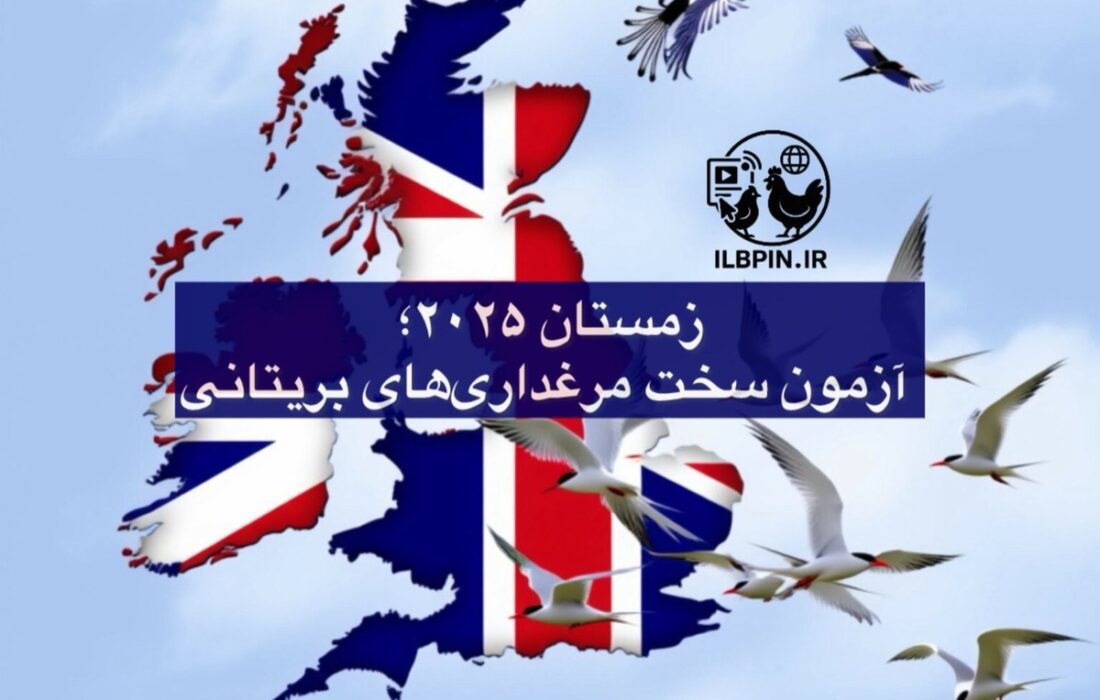 آیا مرغداران بریتانیایی در آستانه پرخطرترین زمستان آنفلوانزای پرندگان قرار گرفتهاند؟