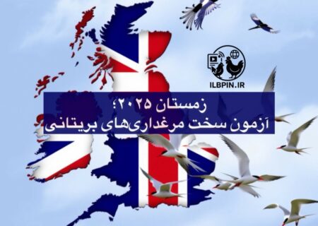 آیا مرغداران بریتانیایی در آستانه پرخطرترین زمستان آنفلوانزای پرندگان قرار گرفته‌اند؟