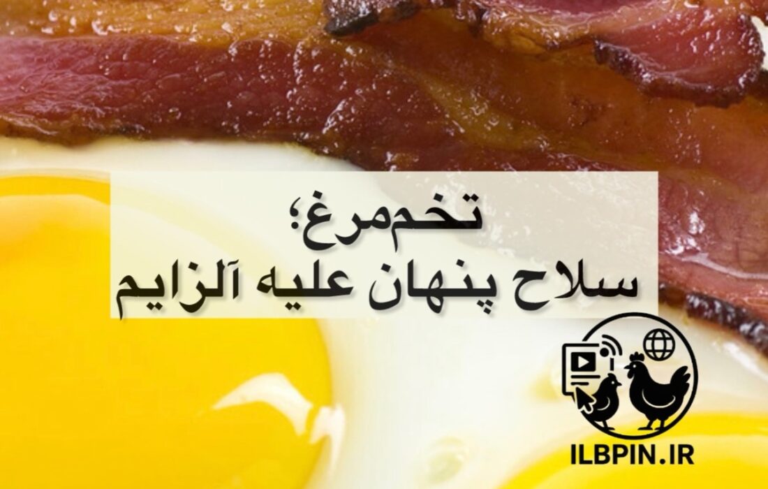 مطالعه جدید: مصرف تخم‌مرغ با کاهش خطر ابتلا به آلزایمر در سالمندان مرتبط است.