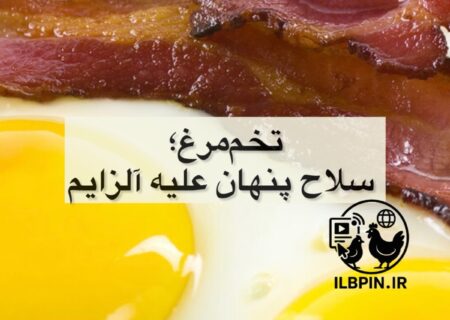 مطالعه جدید: مصرف تخم‌مرغ با کاهش خطر ابتلا به آلزایمر در سالمندان مرتبط است.