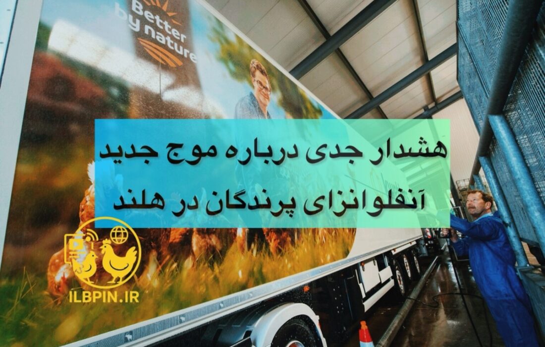 نگرانی شدید گروه کارشناسی هلند از تشدید آنفلوانزای پرندگان