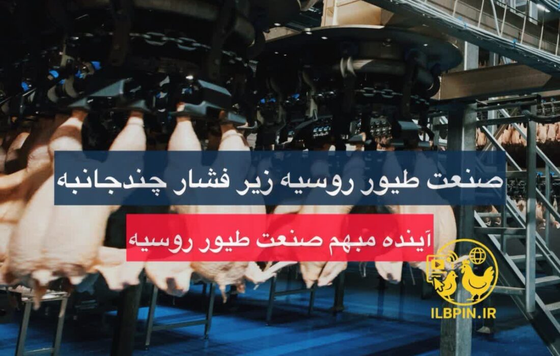 آیا صنعت طیور روسیه در آستانه بحران قرار دارد؟