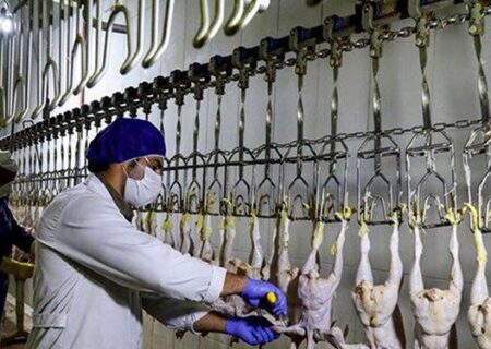 هشدار دامپزشکی نسبت به شیوع بیماری آنفلوانزا پرندگان در مازندران