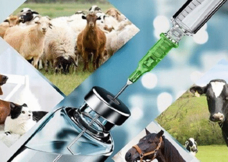 پژوهشگران ایرانی جایگزین طبیعی آنتی‌بیوتیک ساختند.