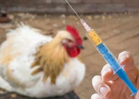 اطلاعیه اداره کل دامپزشکی اردبیل در خصوص پیشگیری از آنفلوانزای پرندگان