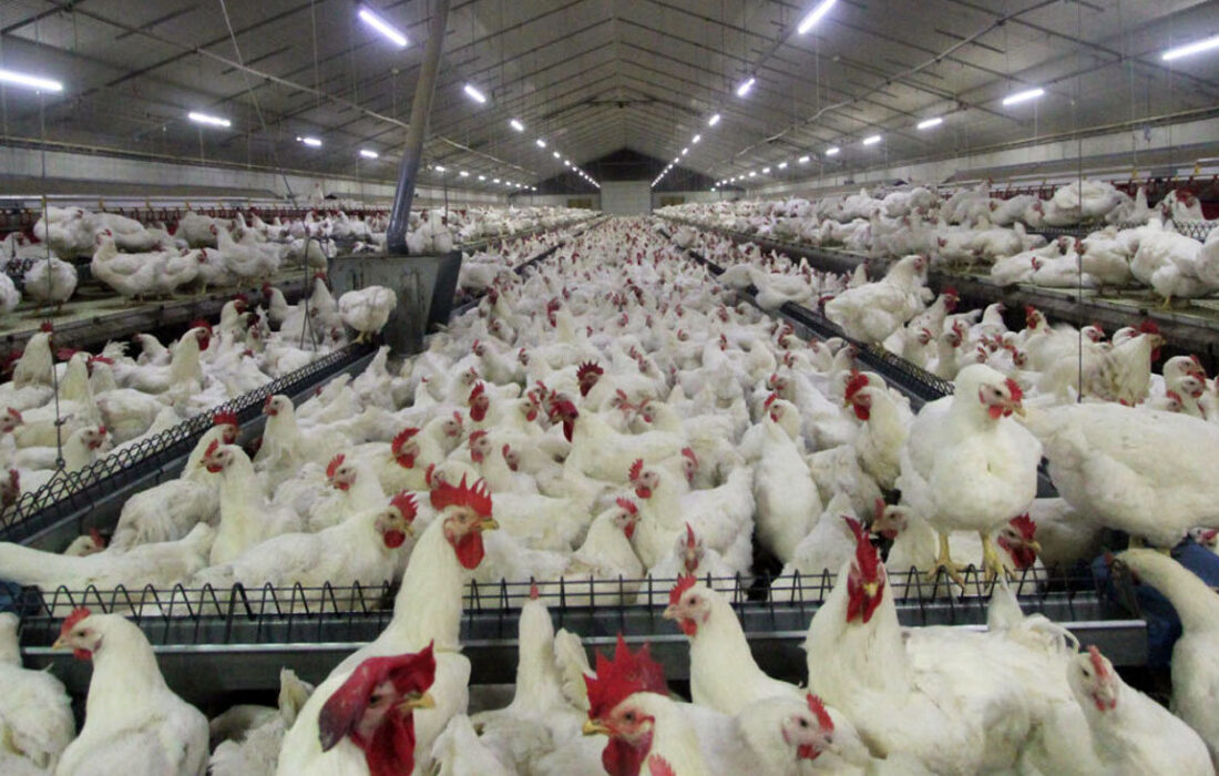 شجاعی: ۱۰ هزار واحد برای آنفلوآنزای فوقحاد طیور درمازندران پایش شدند.