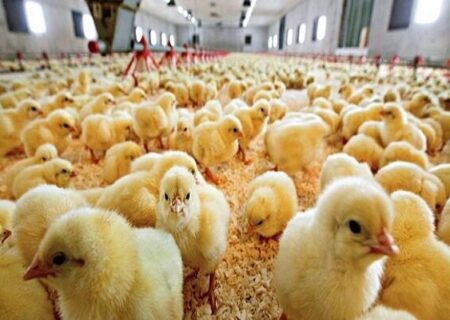 افزایش ۳۸ درصدی جوجه‌ریزی در آذربایجان شرقی با رفع مشکل تأمین نهاده‌ها