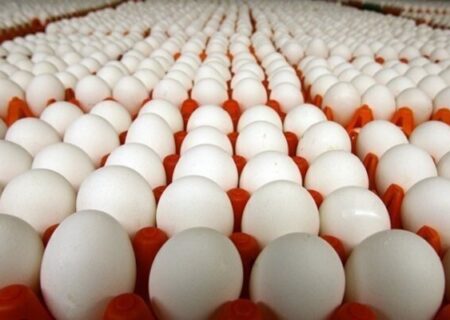 فتاحی: استان مرکزی صادرات تخم‌مرغ را بیش از ۳ برابر افزایش داد.