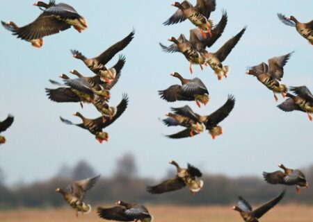 خطر شیوع آنفلوآنزای فوق‌حاد پرندگان در هرمزگان