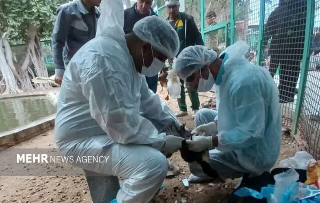 پایش بیماری آنفلوآنزای پرندگان در بوشهر انجام شد