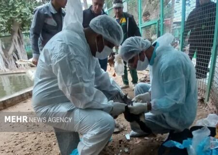 پایش بیماری آنفلوآنزای پرندگان در بوشهر انجام شد