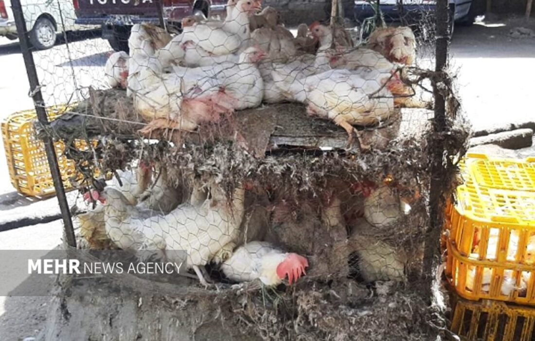 تشدید برخورد با کشتار غیرمجاز مرغ در سیستان و بلوچستان