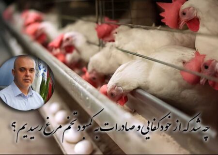 چه شد که از خودکفایی و صادرات به کمبود تخم مرغ رسیدیم؟
