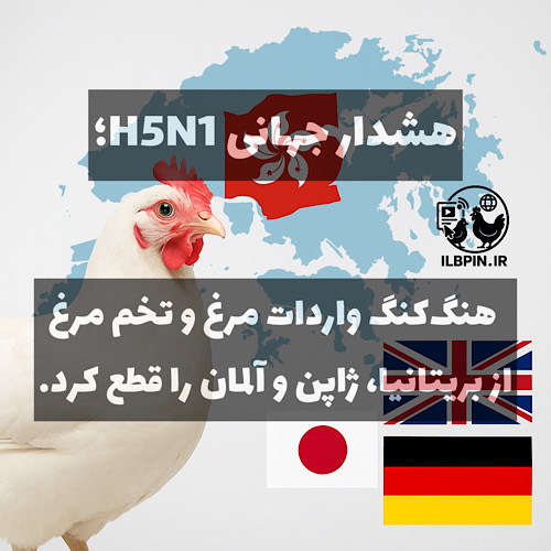 هنگکنگ واردات مرغ و طیور از بریتانیا، ژاپن و آلمان را متوقف کرد؛ هشدار درباره شیوع جدید H5N1