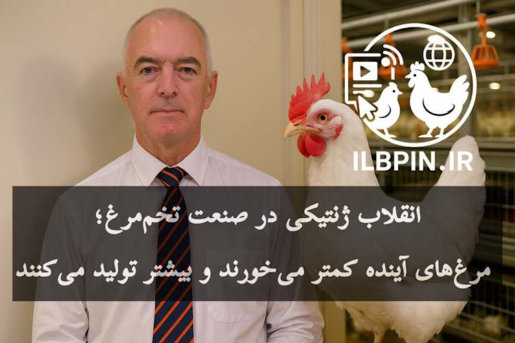 جهش بزرگ در اصلاحنژاد مرغ تخمگذار؛ آینده صنعت بهسمت پایداری و تخم سفید