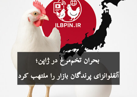 بحران تخم‌مرغ در ژاپن عمیق‌تر می‌شود؛ افزایش قیمت و تداوم کمبود عرضه