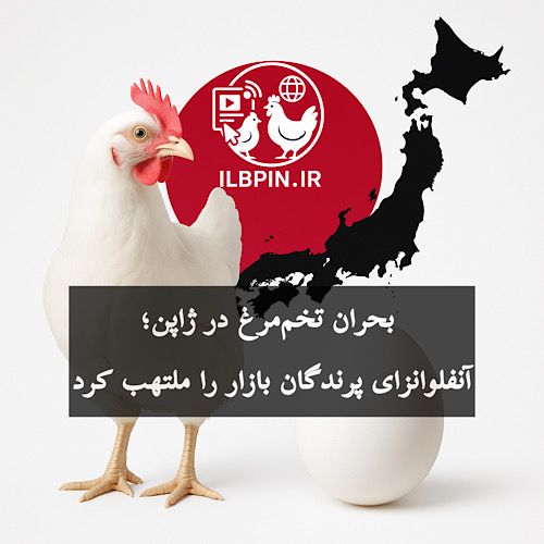 بحران تخممرغ در ژاپن عمیقتر میشود؛ افزایش قیمت و تداوم کمبود عرضه