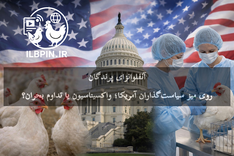 فشار سناتورهای آمریکا برای واکسیناسیون طیور؛ واکسن آنفلوانزای پرندگان به اولویت ملی تبدیل شد