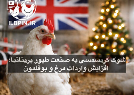 فروشگاه‌های بریتانیا برای تأمین گوشت مرغ و بوقلمون کریسمس از اروپا واردات می‌کنند
