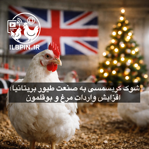 فروشگاههای بریتانیا برای تأمین گوشت مرغ و بوقلمون کریسمس از اروپا واردات میکنند