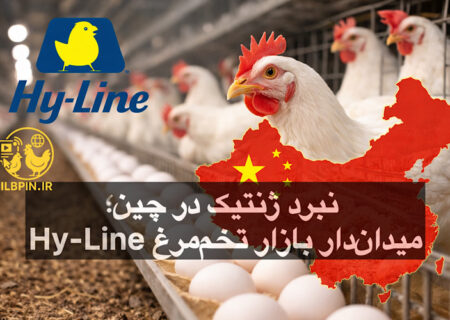 تقویت حضور Hy-Line در بزرگ‌ترین بازار تخم‌مرغ جهان؛ تمرکز بر صنعت مرغ تخم‌گذار چین