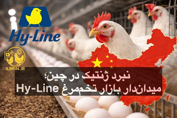 تقویت حضور Hy-Line در بزرگترین بازار تخممرغ جهان؛ تمرکز بر صنعت مرغ تخمگذار چین