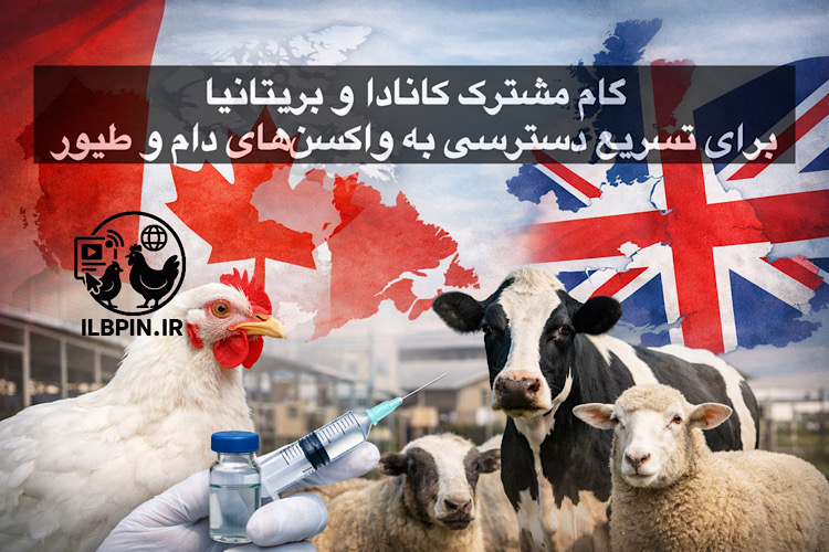 همکاری کانادا و بریتانیا برای تسهیل صدور مجوز واکسنهای دامی