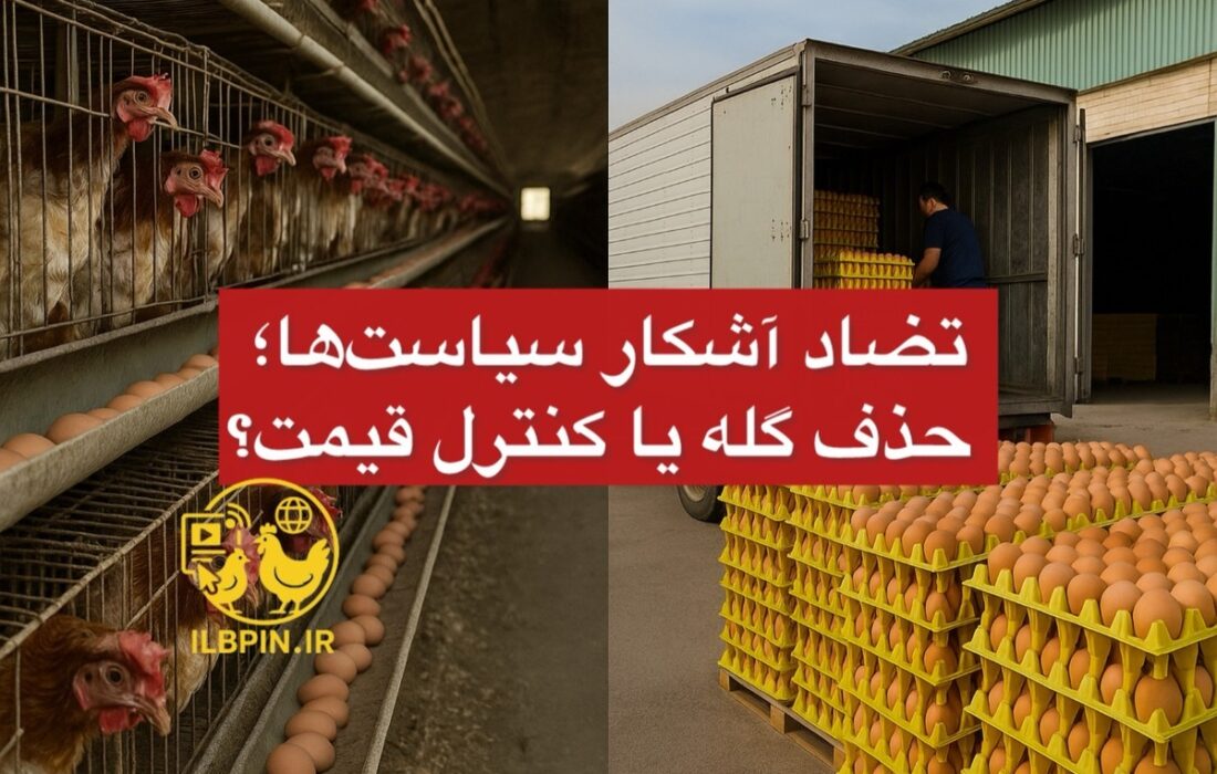 تضاد آشکار سیاست‌ها؛ حذف گله یا کنترل قیمت؟