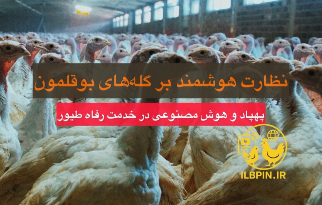 نظارت هوشمند بر گلههای بوقلمون؛ پهپاد و هوش مصنوعی در خدمت رفاه طیور