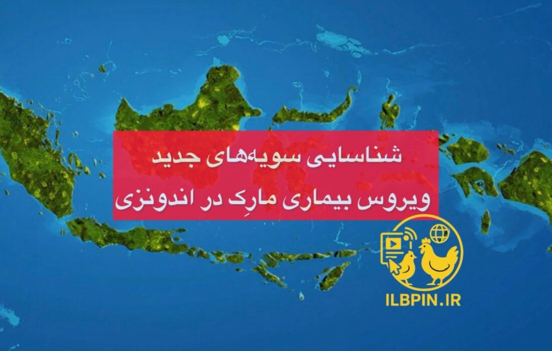 شناسایی سویههای جدید ویروس بیماری مارِک در اندونزی