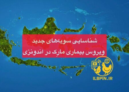 شناسایی سویه‌های جدید ویروس بیماری مارِک در اندونزی