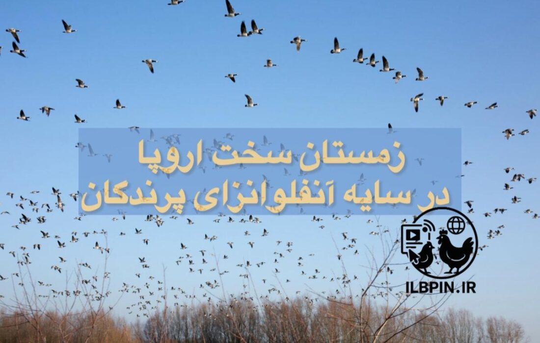 EFSA: آنفلوانزای فوق‌حاد پرندگان تا پایان زمستان در اروپا ادامه خواهد داشت.