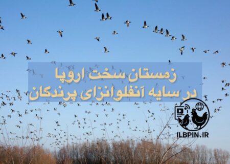 EFSA: آنفلوانزای فوق‌حاد پرندگان تا پایان زمستان در اروپا ادامه خواهد داشت.